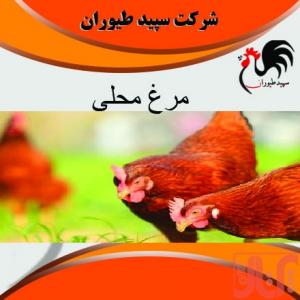 فروش مرغ محلی - فروش مرغ تخم گذار بومی - استان تهران
