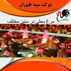 فروش جوجه مرغ اصلاح نژاد شده به قیمت روز 