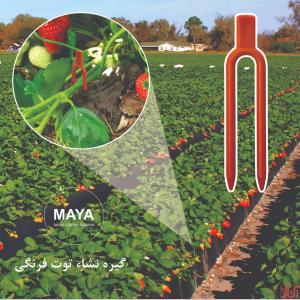 فروش گیره نشا توت فرنگی 